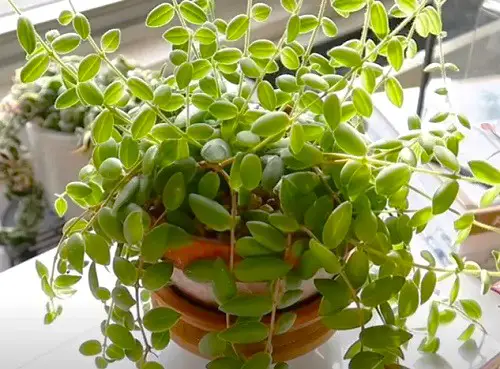 Lipstick Plant Varieties: Different Types