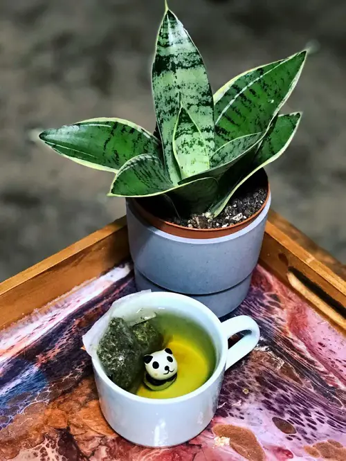 Best Snake Plant Fertilizers green tea