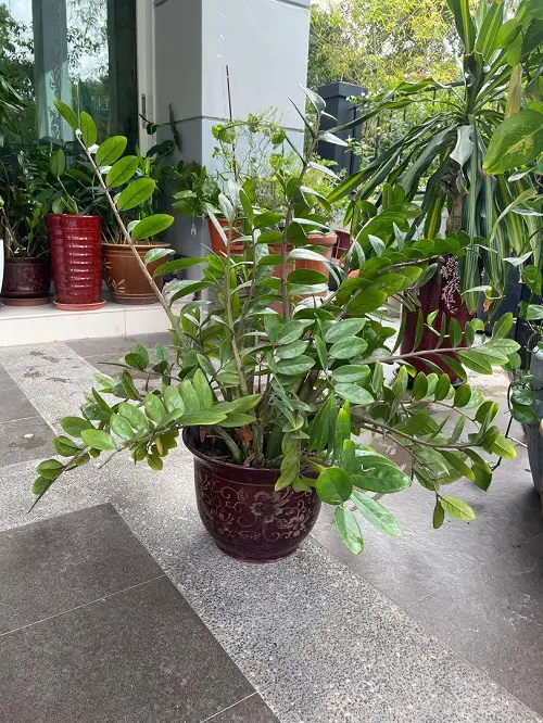 Grow ZZ Plants in Home 2