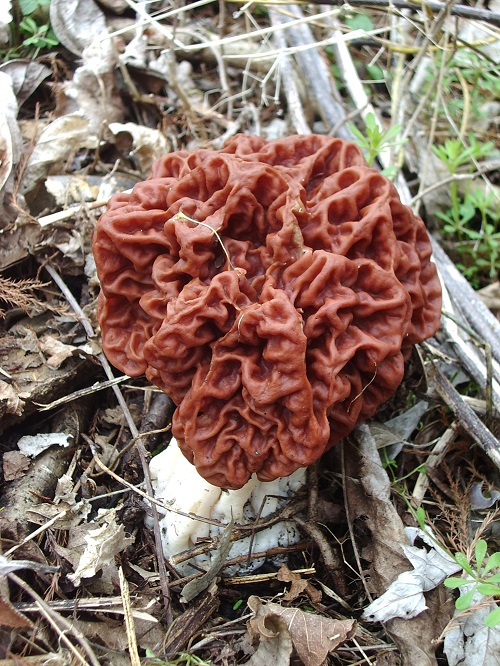Interestingly shaped mushrooms that resemble brains