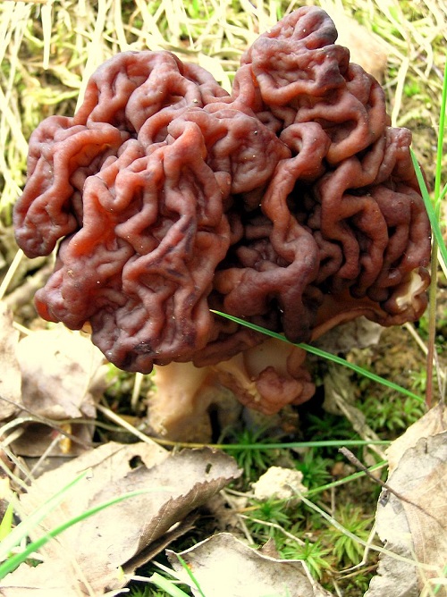 Mushrooms that Look Like a Brain 1