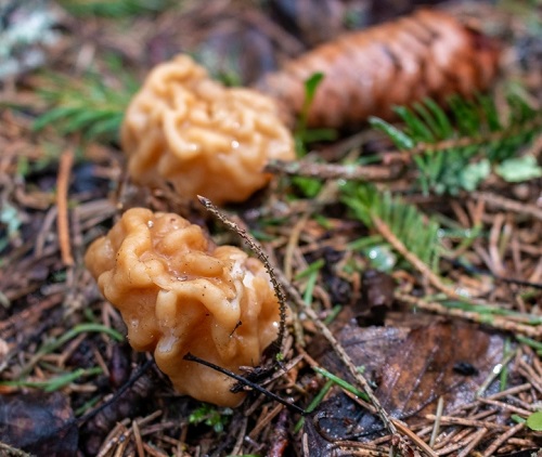 Amazing Strange Mushrooms that Remind Us of a Brain