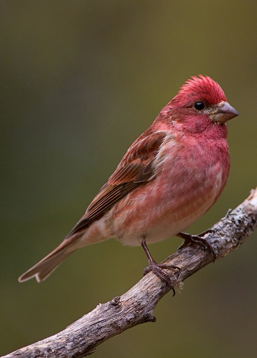  Birds with a Red Chest