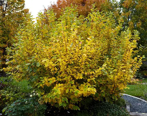 Top best Medicinal Plants and Their Advantages