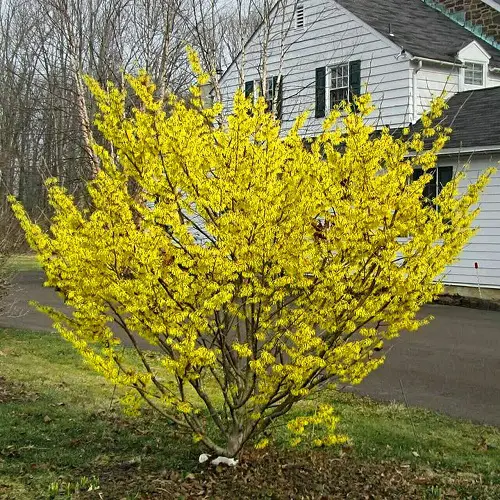 Yellow Flowers trees in garden 