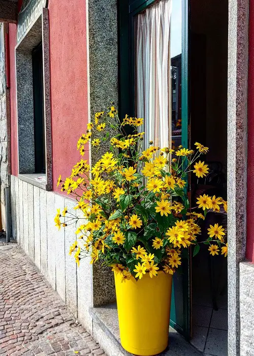 Greatest Yellow-Flowered Herbs near house