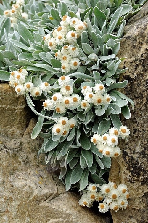 Beautiful Greek Flowers for the Home and Garden
