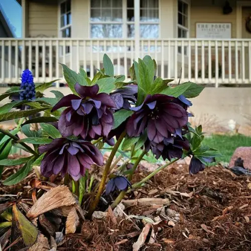 Red and Black Flowers
