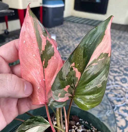 Homalomena Varieties You Can Grow