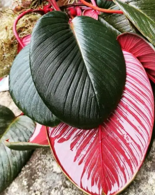 Best Homalomena Varieties in garden