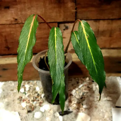 Top Homalomena Varieties That You Can Plant