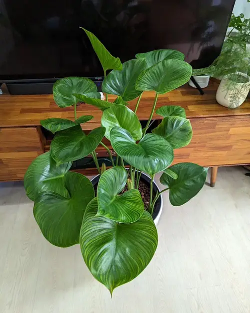 Amazing Best Types of Homalomena Varieties You Can Grow