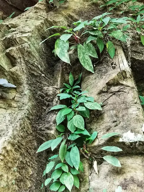 best Top Homalomena Varieties That You Can Plant
