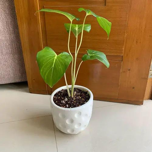 beautiful Best Types of Homalomena Varieties You Can Grow