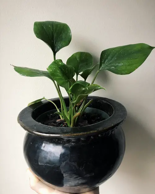 Best Homalomena Varieties in black pot