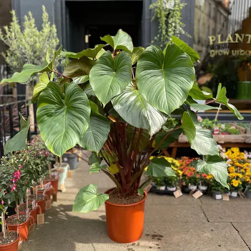 lovely Best Types of Homalomena Varieties You Can Grow