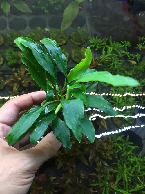 Best Types of Homalomena Varieties 