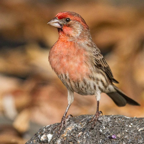 Birds with Red Chest House Finch