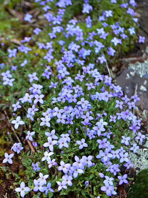 Weeds with Blue Flowers in garden