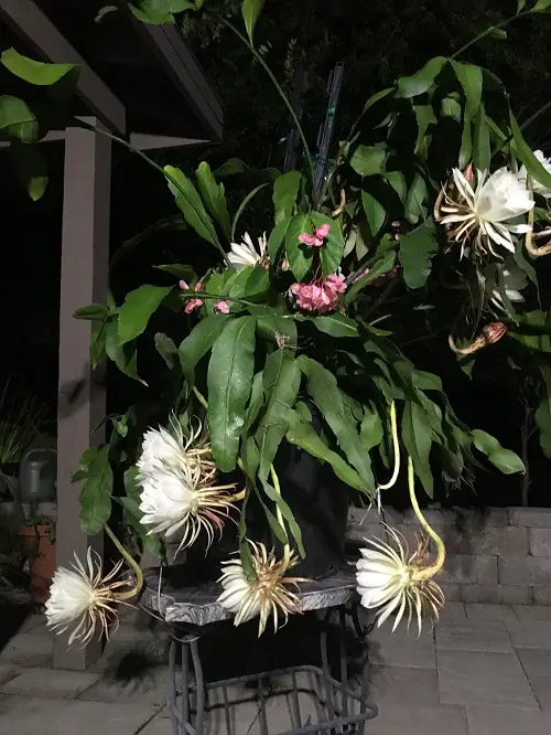 Secret Tips on How to Get Night Blooming Cereus to Bloom