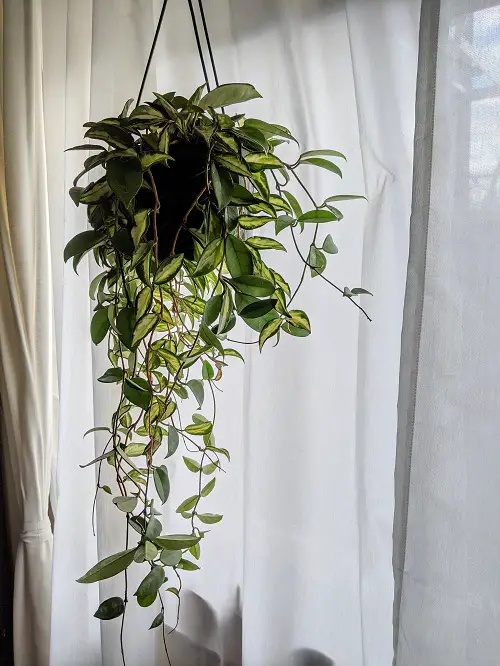 Indoor Plants to Hang From the Ceiling