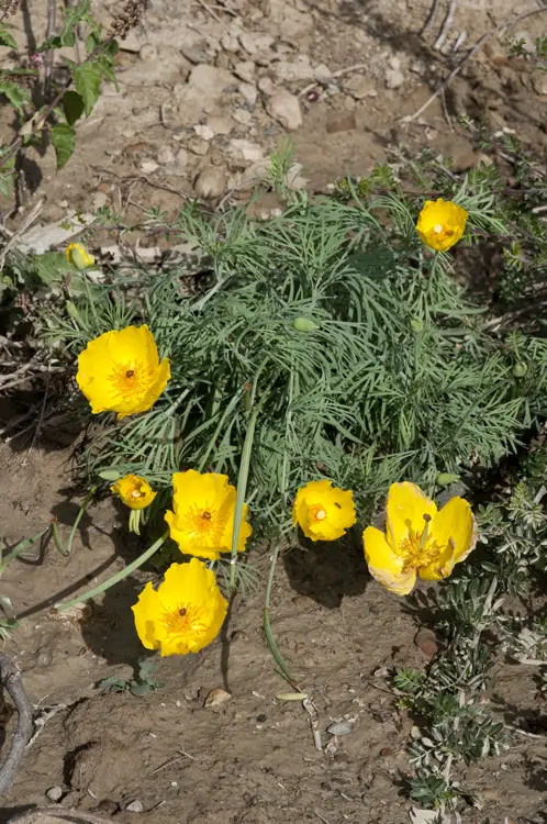 Magnificent Mexican Flowers You Have to Grow