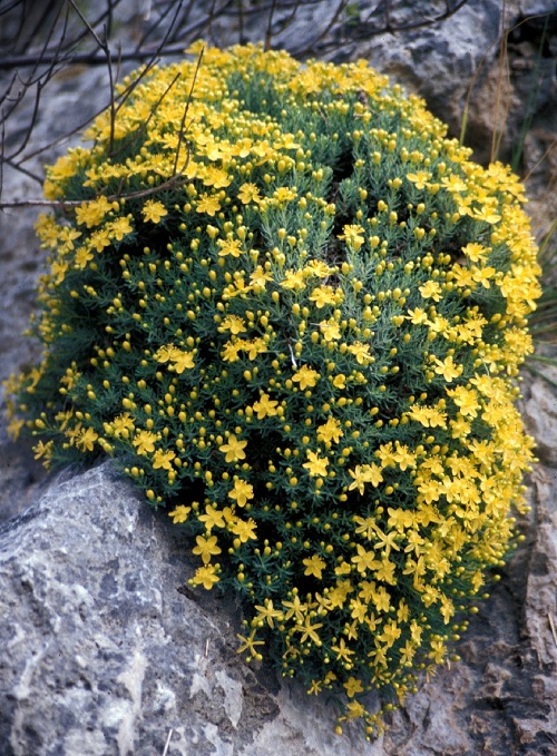 Gorgeous Greek Flowers for the Home and Garden