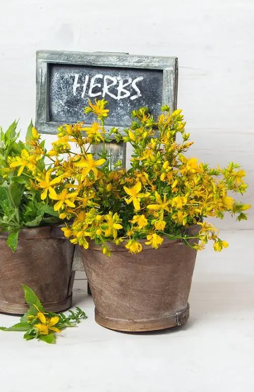 Best Yellow Flowering Herbs