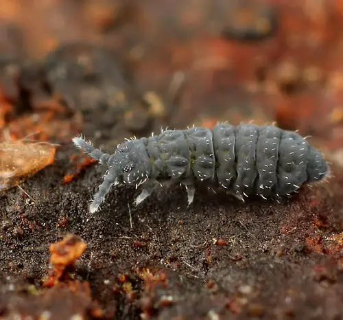 Microscopic Insects Resembling Dirt Specks