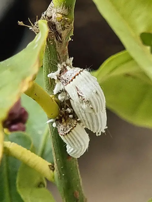 lovely Microscopic Insects Resembling Dirt Specks