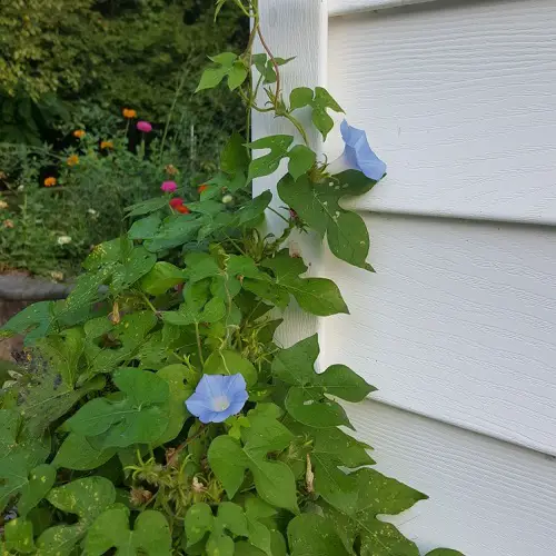 lovely Mexican Flowers You Must Grow