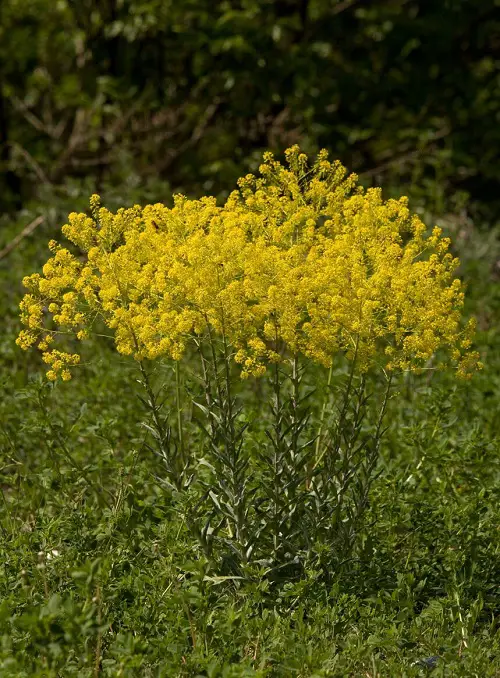 Best Herbs for Yellow Flowers
