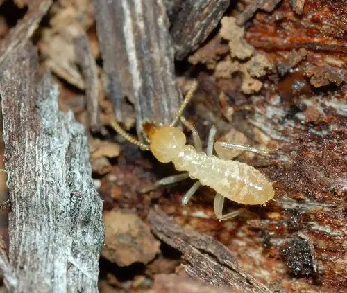 Microscopic Insects Resembling Dirt Specks