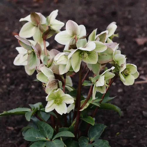 Amazing Plants with 5 Leaves Per Stem