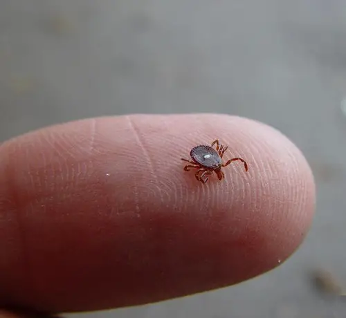 Insects Resembling Particles of dirl