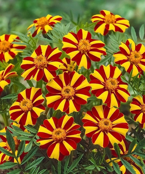 bi color Colors Do Marigolds Come In