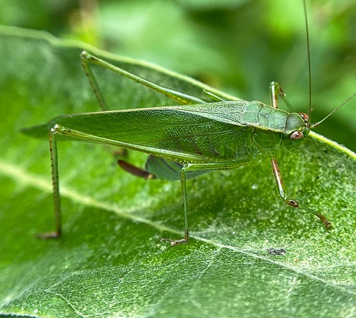 9 amazing Green Insects That Remind Us of Leaves