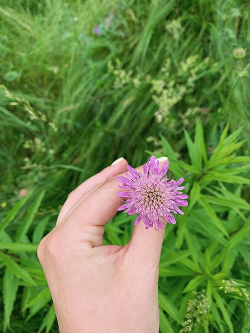 Weeds with Blue Flowers in yard