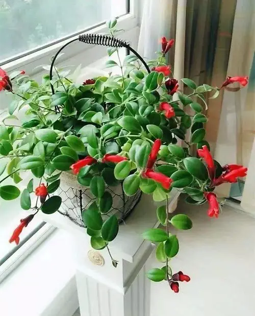 Best Indoor Flowering Vines 1