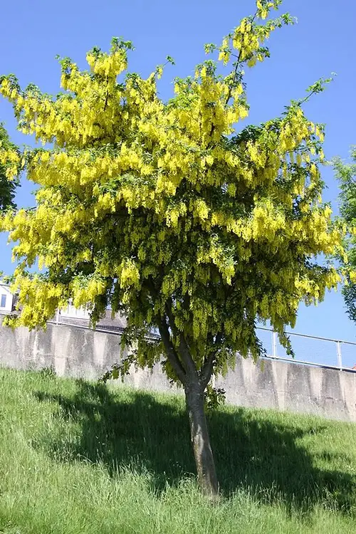 beautiful Garden Flowers: Yellow Flower Types