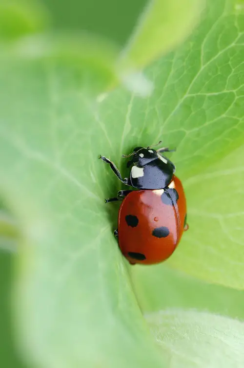 Do Not Kill Useful Insects