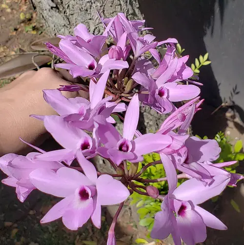 Mexican Flowers 87