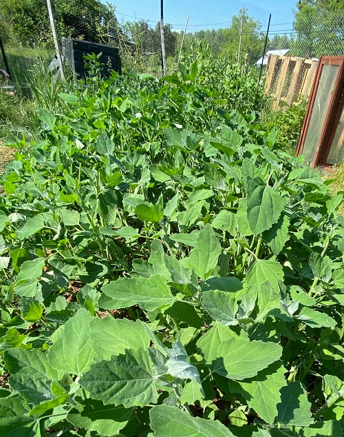  Top Wild Edible Plants That Grow Well in Gardens