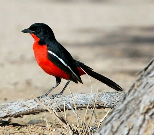 best lovely birds with red chests