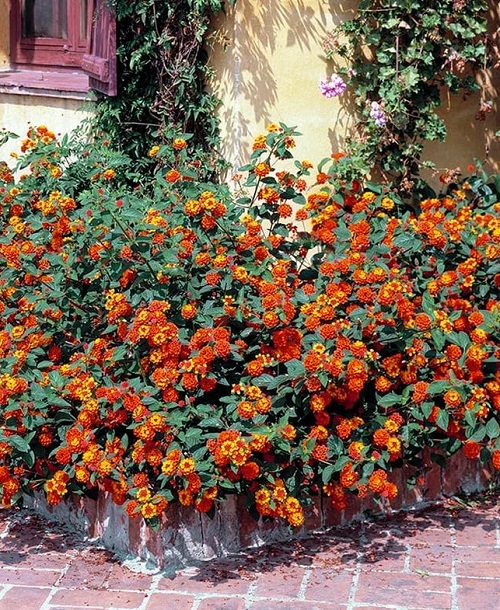 best Evergreen Tropical Shrubs of the Verbena Family