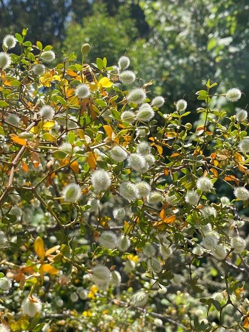 Plants Resistant to Drought 10