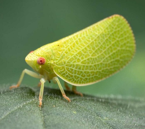 3 little Green Bugs that Look Like Leaves