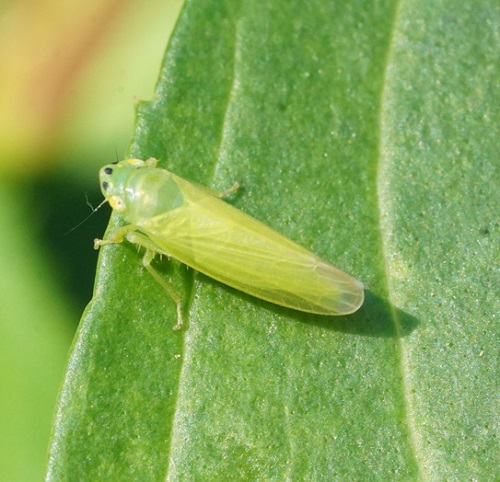 best Green Insects That Remind Us of Leaves