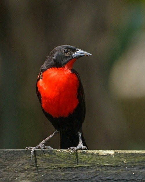lovely birds with red chests