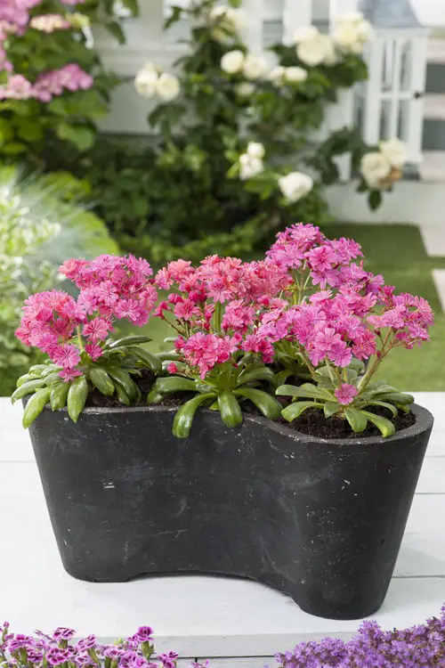 Flowers for Fresh Starts